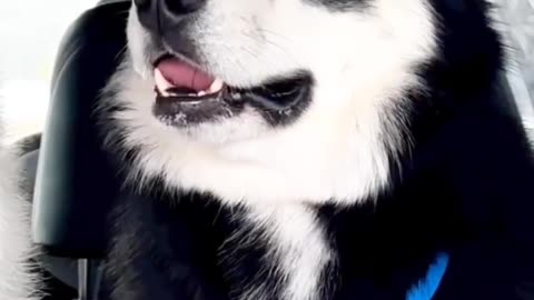 Dog say what???