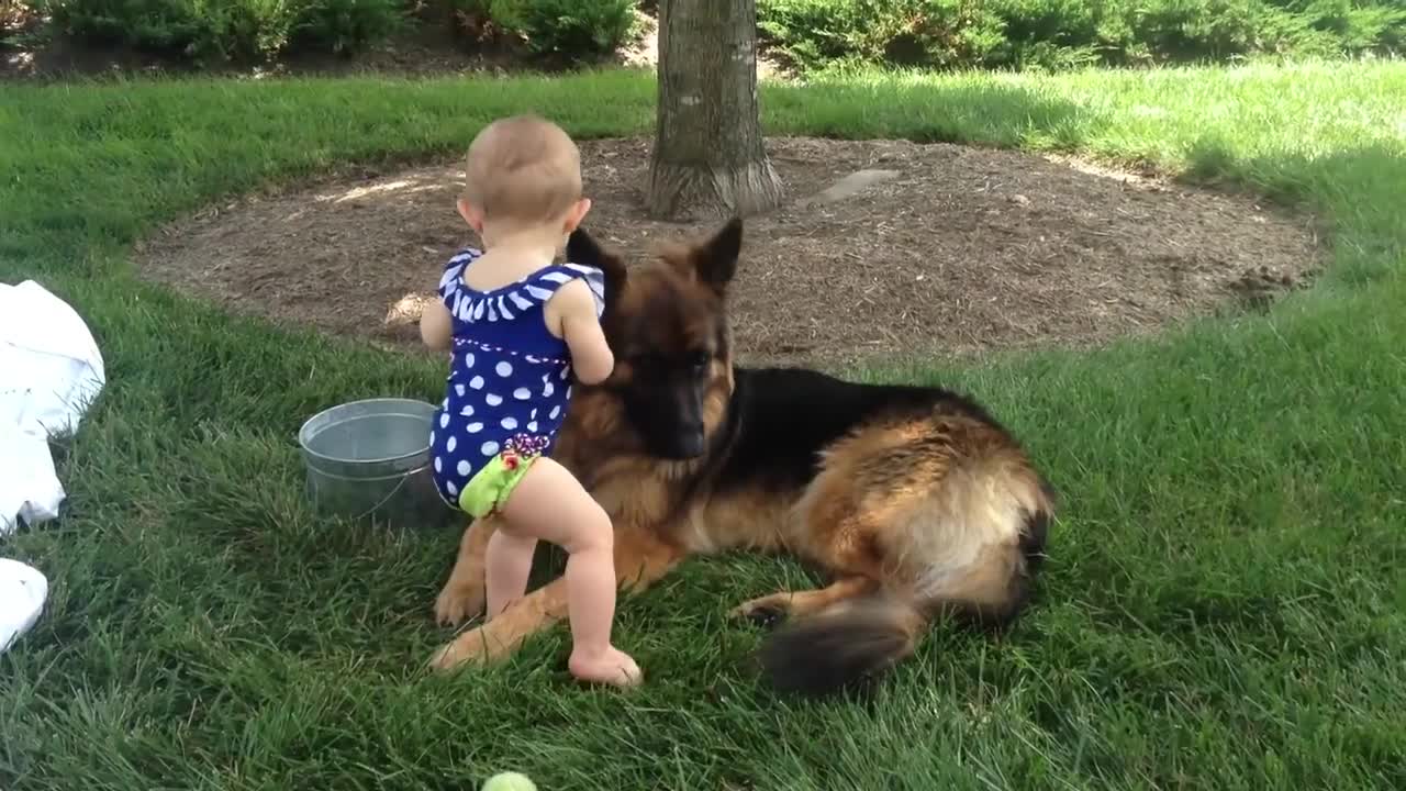 German Shepherd And Baby part 2