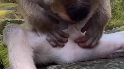 monkey funny behavior