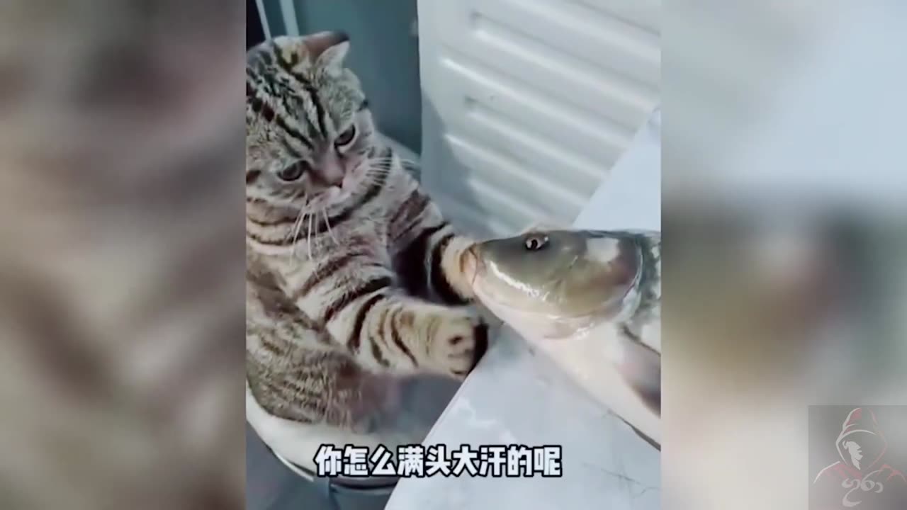 funny animal videos 2023 part2 1080