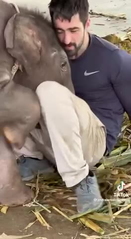 AMAZINGLY PRICELESS BABY ELEPHANT SHOWING L❤️VE FOR 3-9-23