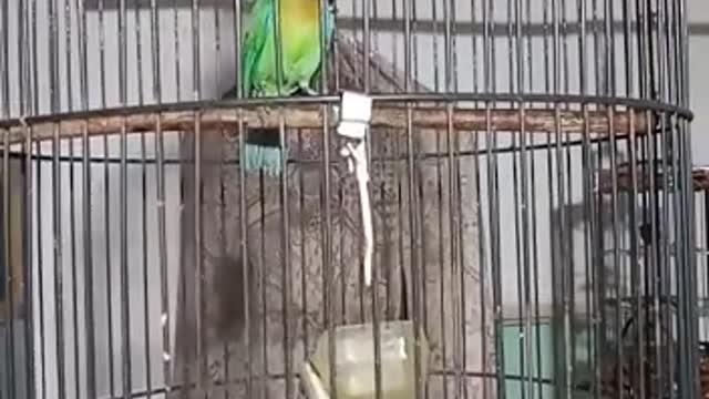 Bird singing