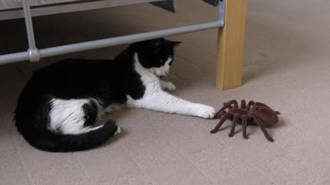Cat Vs Giant Spider (Tarantula) RC 4K