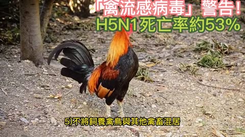 「禽流感病毒」警告！ H5N1死亡率約53%