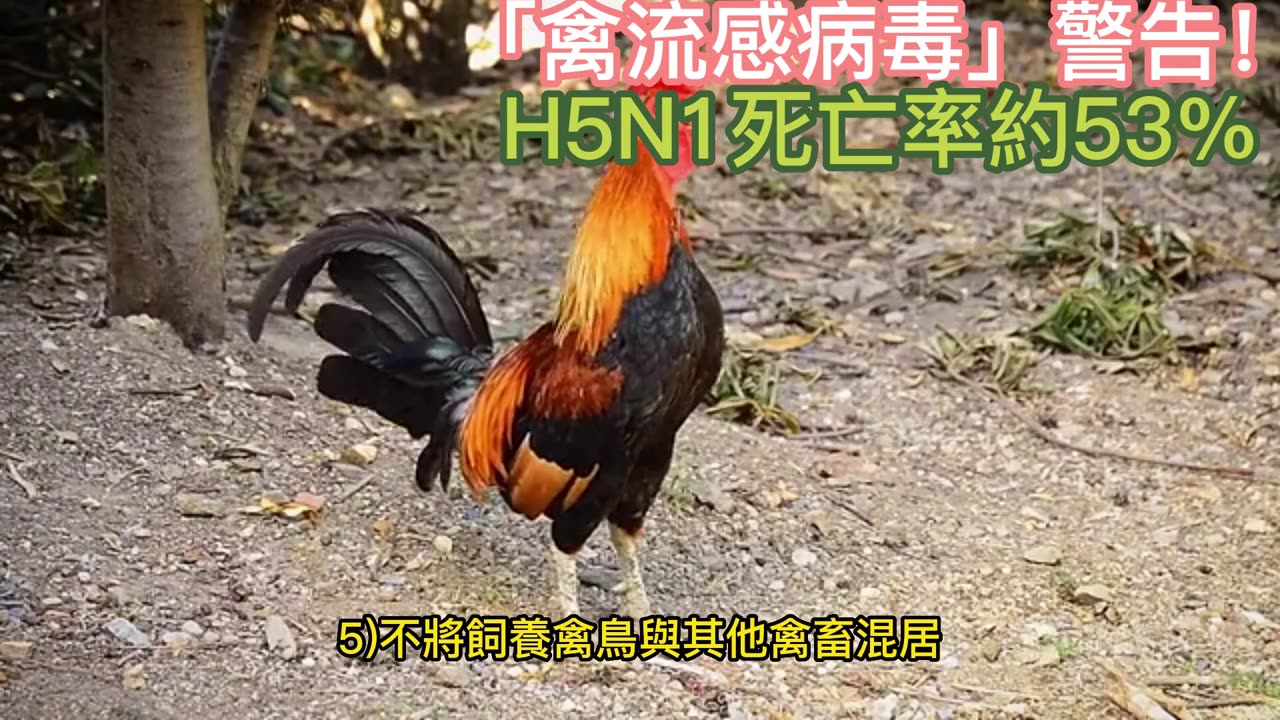 「禽流感病毒」警告！ H5N1死亡率約53%