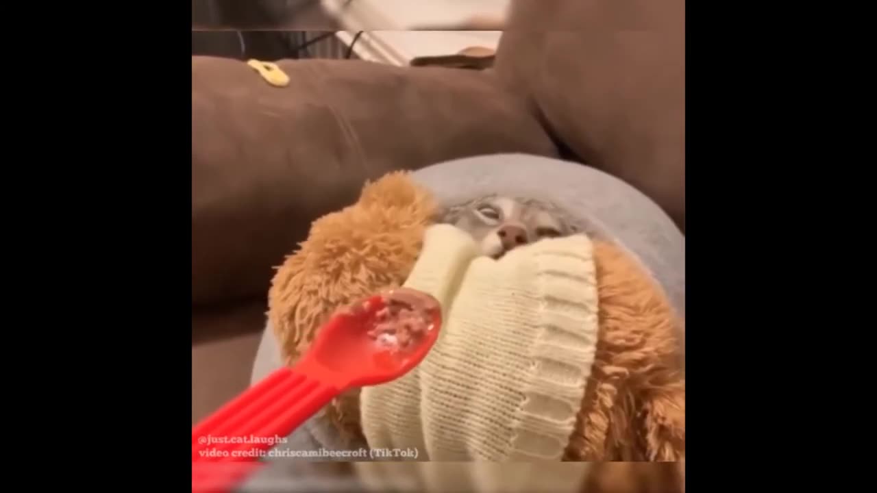 Funniest Animal 2024 Com 1