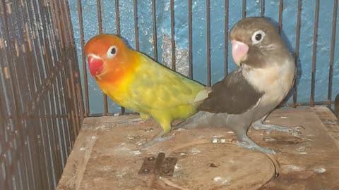 My baby lovebirds pair