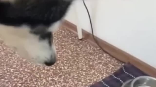 Best Funniest Animals Video of 2022 - Cute Cats😹 and Funny Dogs🐶 Videos!