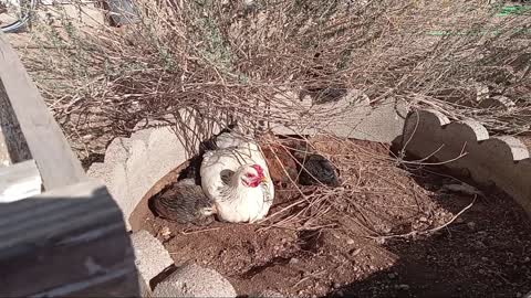 Baby Chicks First Dirt Bath with Mom.
