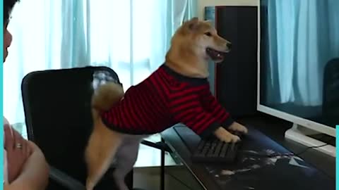 Hoomans are annoying 😤