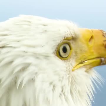 EAGAL ALMOST DIE,BUT SUDDEN ALIVE,VIRAL,TRENDING,