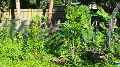 Yummy Yuck Weed Tank & Grocery Garden