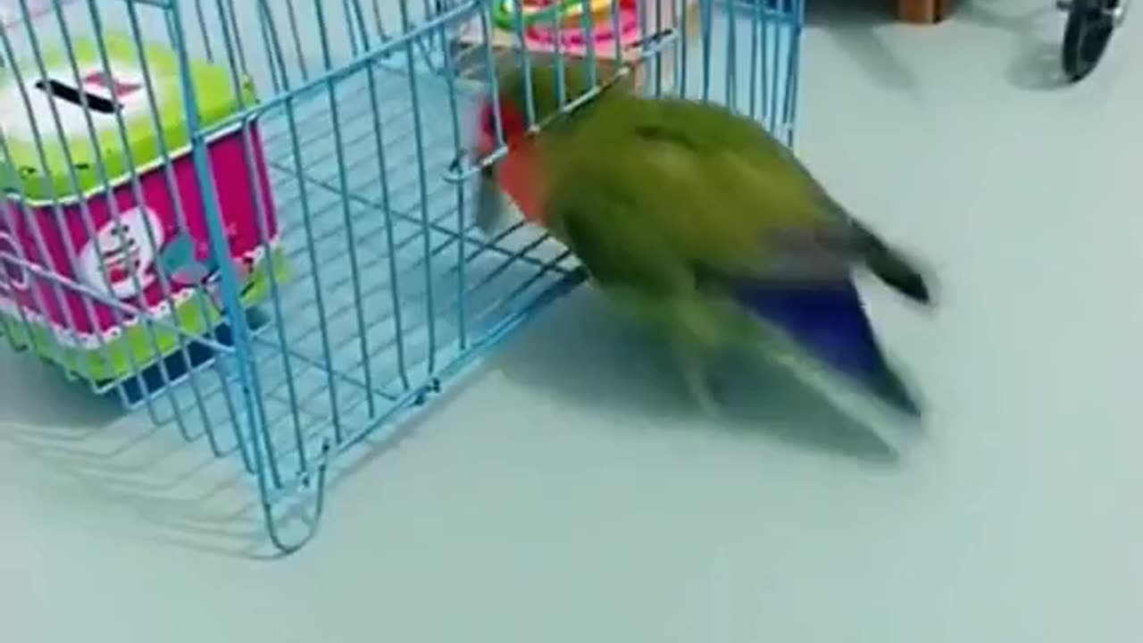 this parrot is so funny must watch