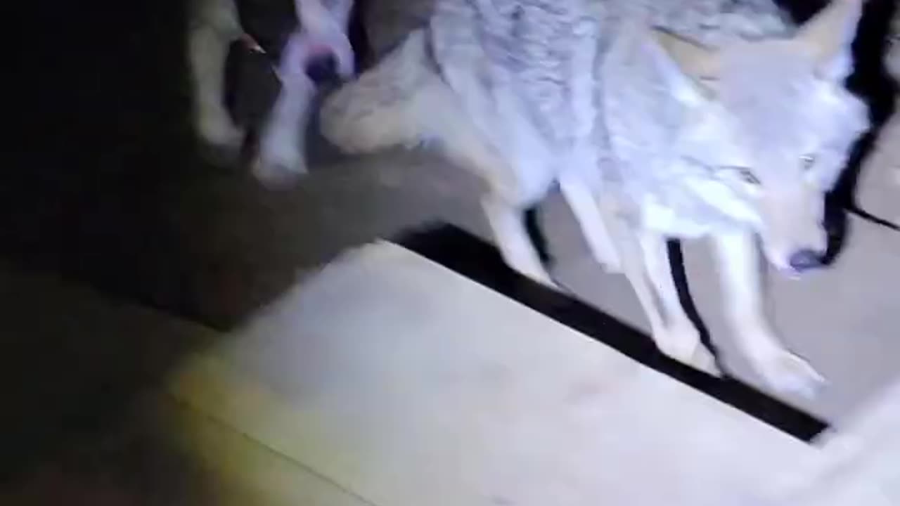 I think my cat is broken #weavethecoyote
