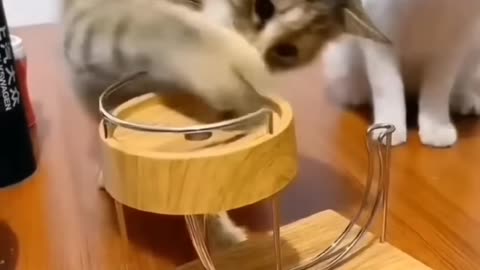 Cute cat video