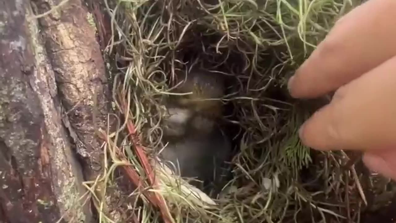 A rescued squirrel wanted to show its friend something