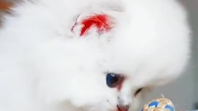 Little white kitten says Meow