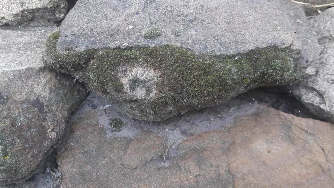 Moss growing on a stone