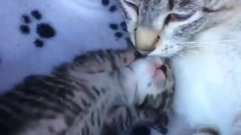 Mother cat and baby