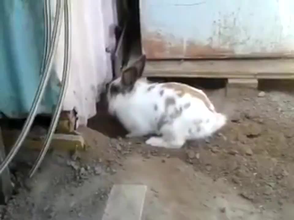 The rabbit saves stuck cat