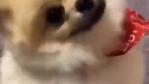 Cute puppys