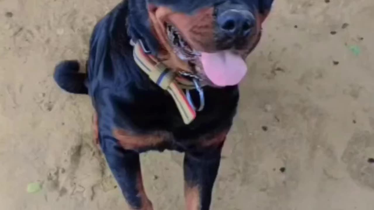 Dog 🐶