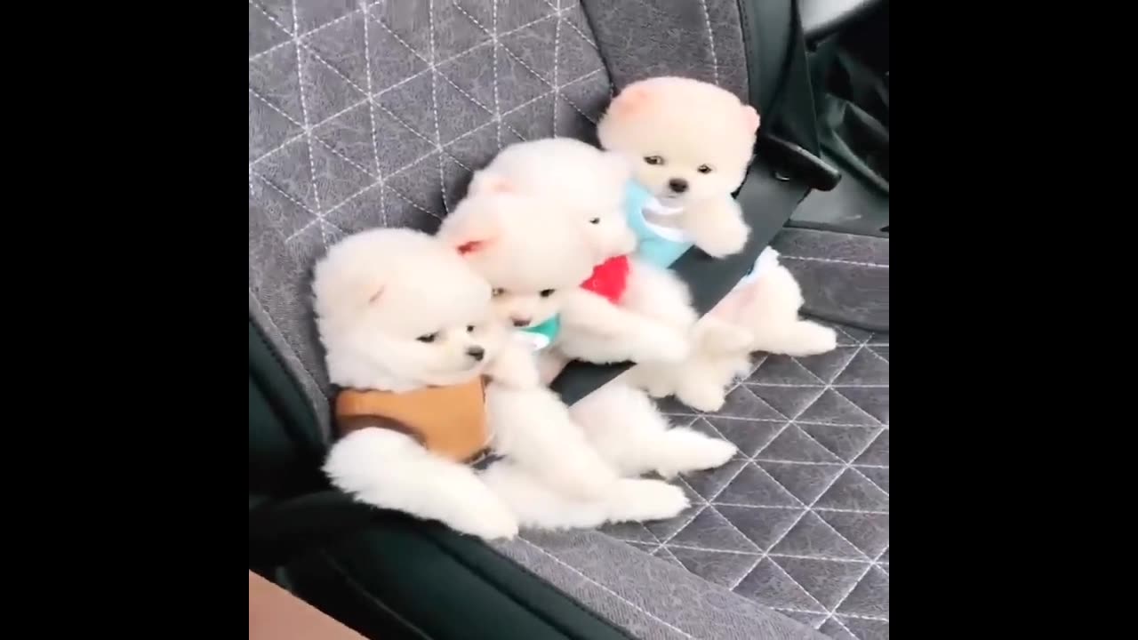 Cute puppy fun and enjoy