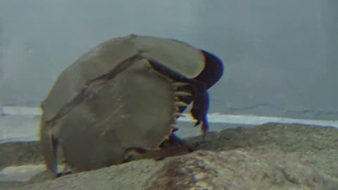 Horseshoe Crab