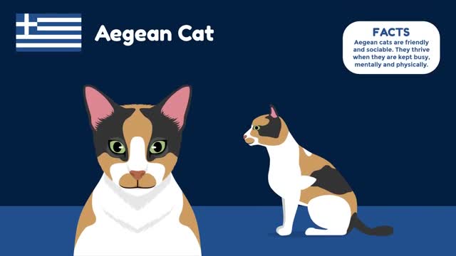 Largest Big Cats In The World 💙💩🤗