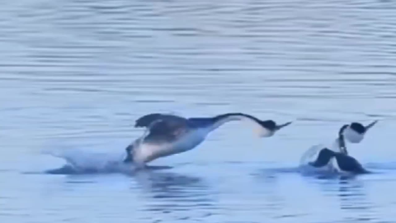 Waao ! Ducks are Dancing on Water Surface!!!