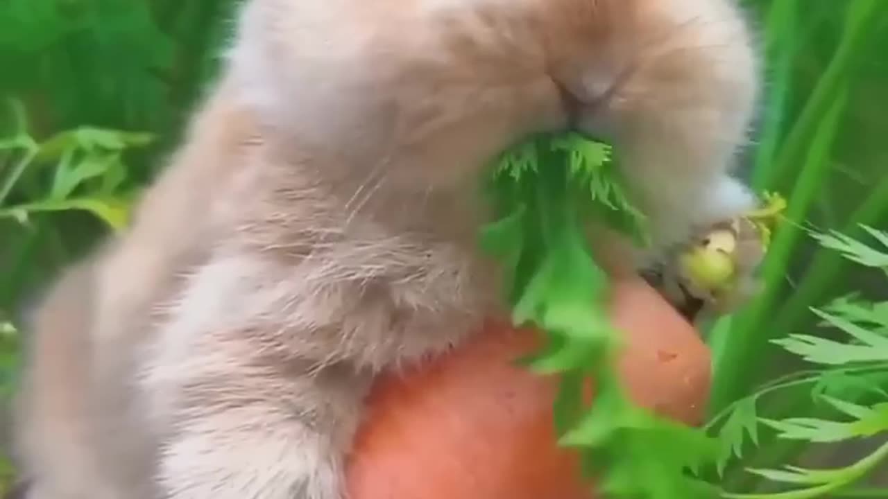 Rabbit eating