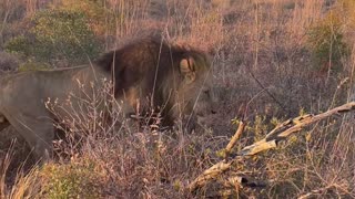 Up Close With the Lion King