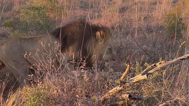 Up Close With the Lion King