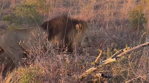 Up Close With the Lion King