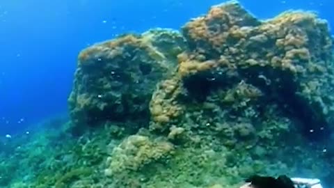 Under the sea