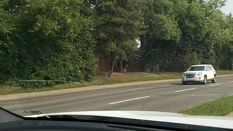 Moose Trotting Through the City
