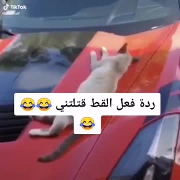 Oh my God....lovely cat