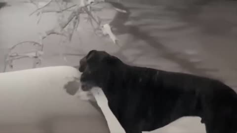 TRY NOT TO LAUGH 😆 Best Funny Videos Compilation 😂😁😆 Memes PART 3