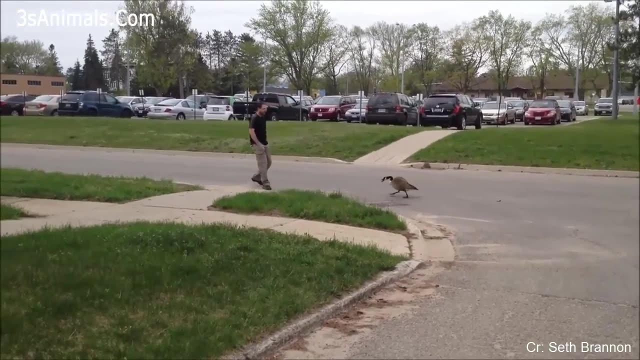 funny Different animal chasing and scaring people