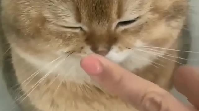 One of the cutest cat you ever seen