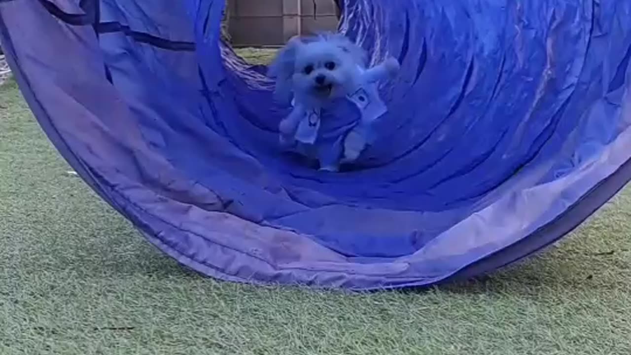 agility！