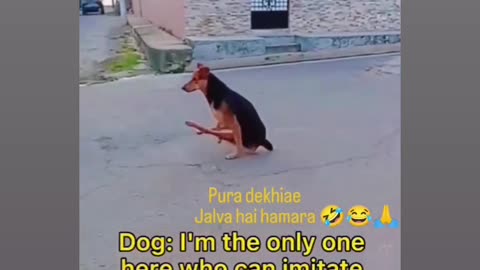 Dog funny video