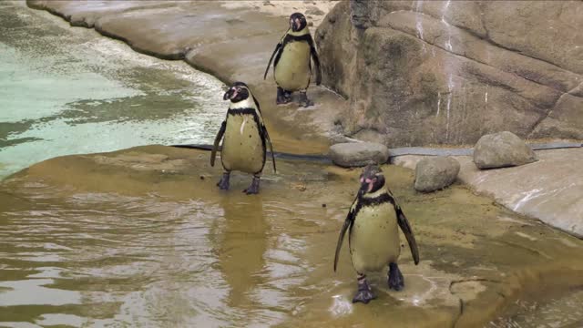 3 penguins in zoo