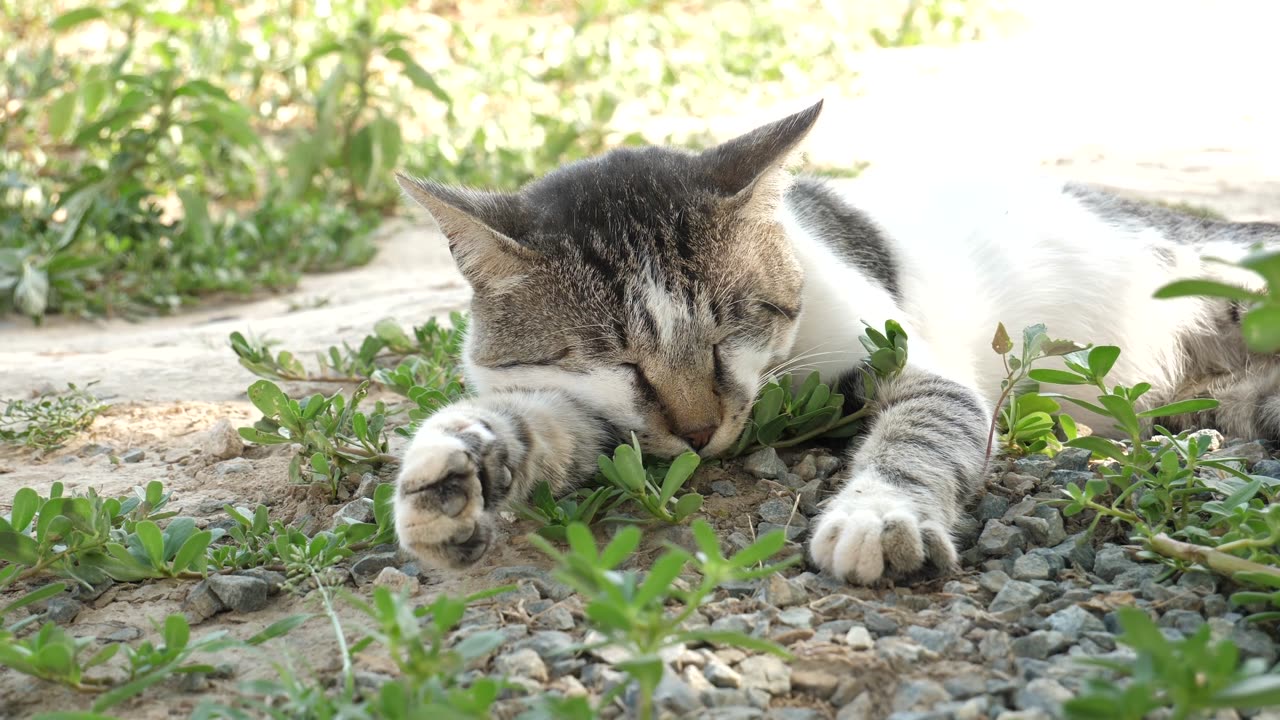 Cute cate sleeping