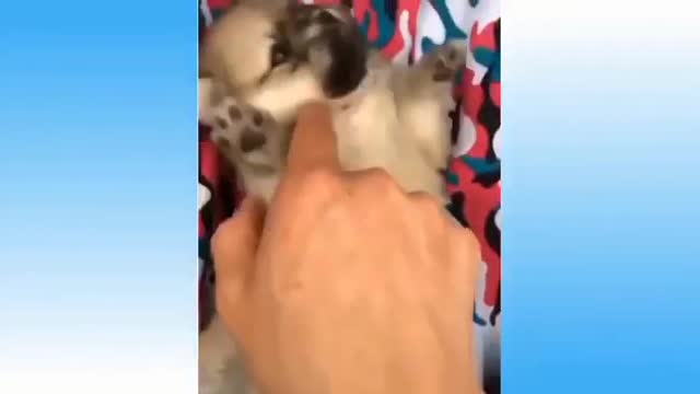 Funny Animals: The Best Of The Best!🤣🤣🤣