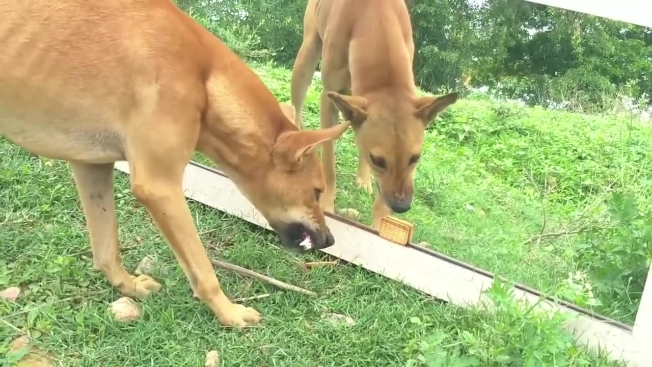 Mirror Prank on Dog