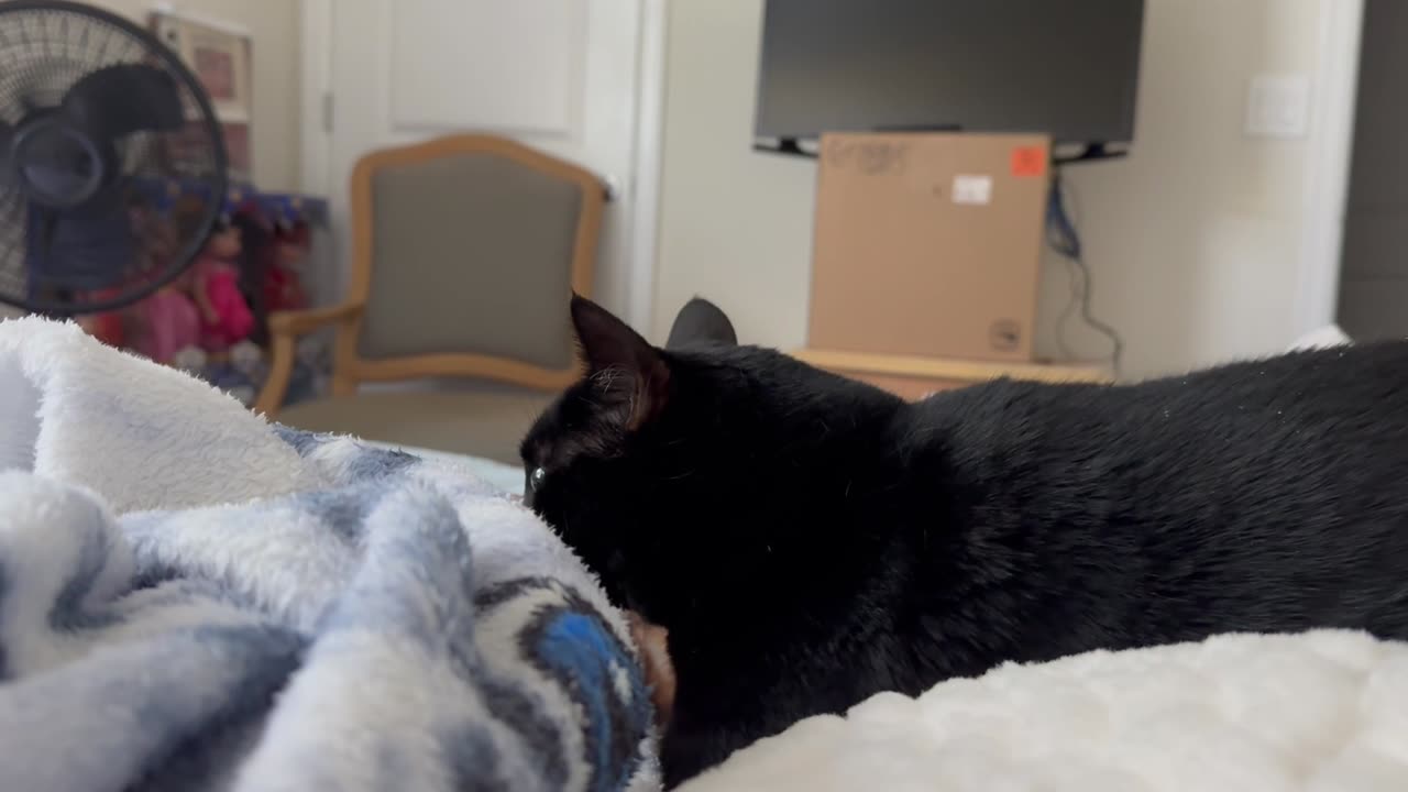 Adopting a Cat from a Shelter Vlog - Cute Precious Piper Loves to Remember Being a Kitten