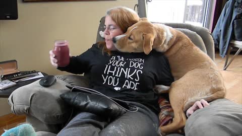 Puppy Really Wants Smoothie - Hilarious!