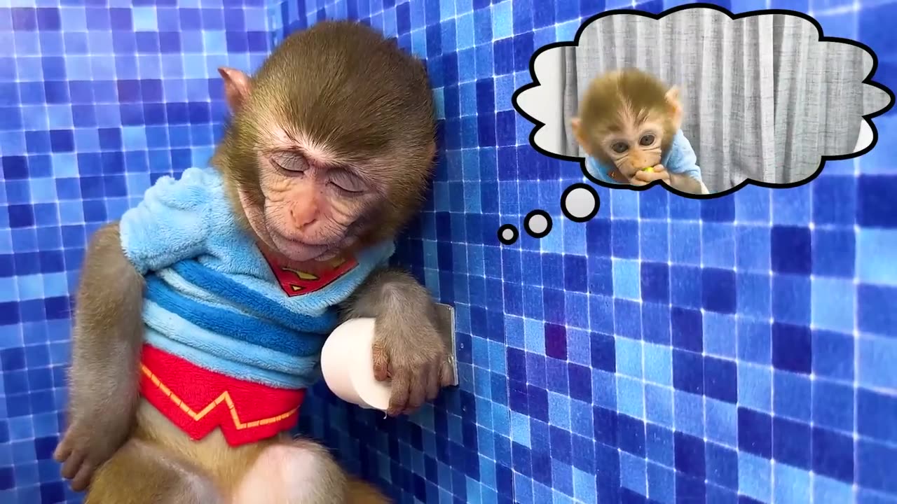 Monkey Baby Bon Bon oes to the toilet and plays with Ducklings in the swimming pool