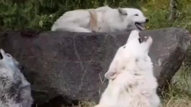 The howl of wolves